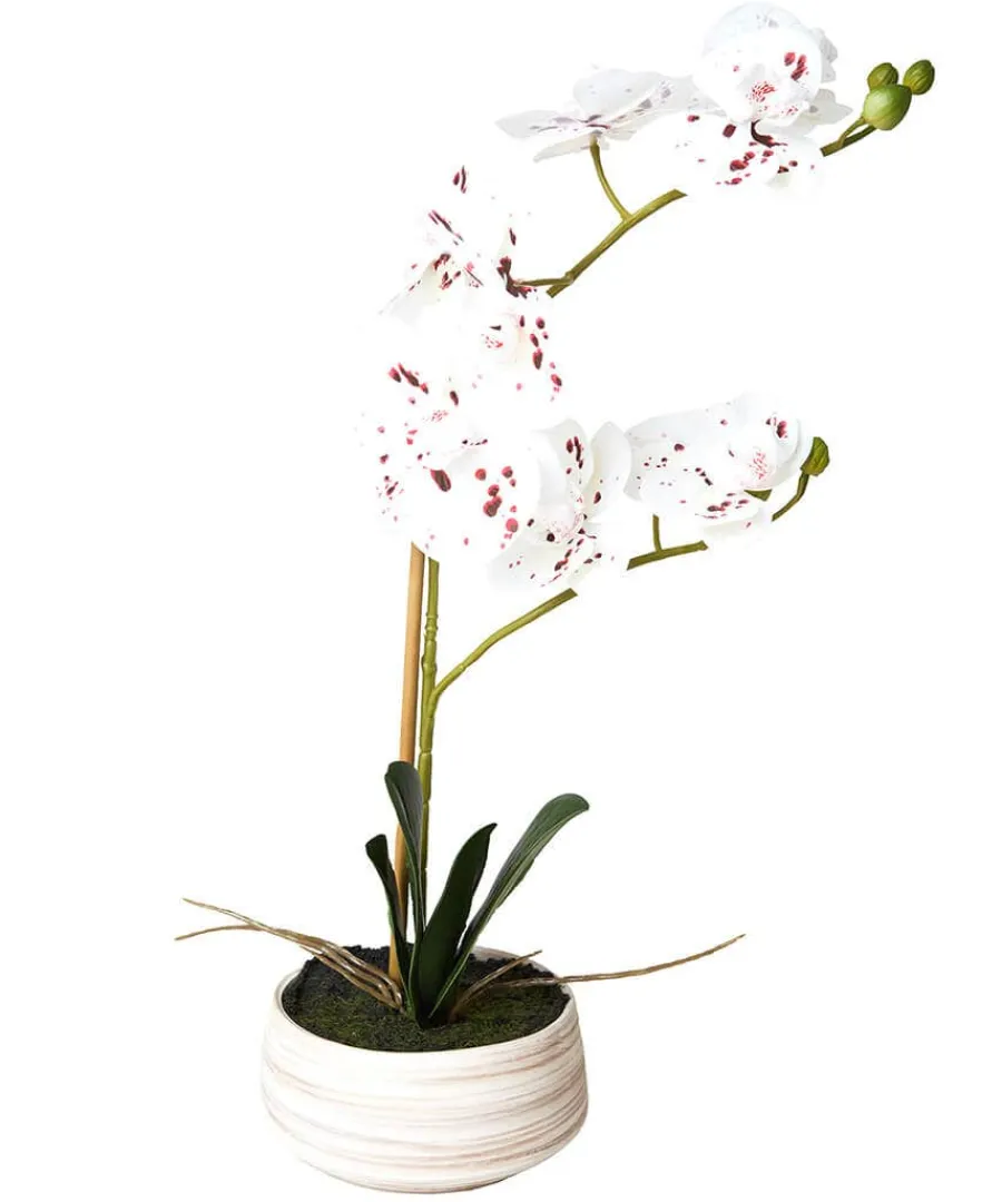 blooming_marvellous_white_0.webp Sale Joe Browns Blooming Marvellous Speckled Orchid White