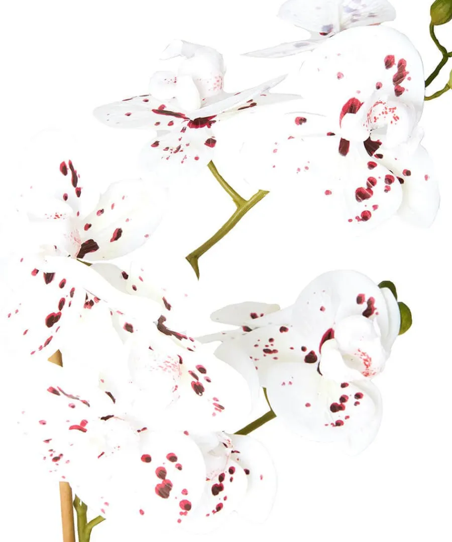 blooming_marvellous_white_1.webp Sale Joe Browns Blooming Marvellous Speckled Orchid White