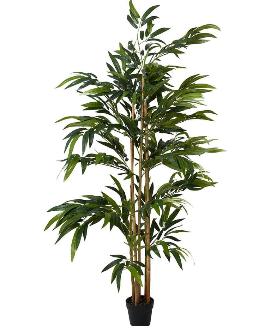 brilliant_bamboo_plant_0.webp Fashion Joe Browns Brilliant Bamboo Plant Green