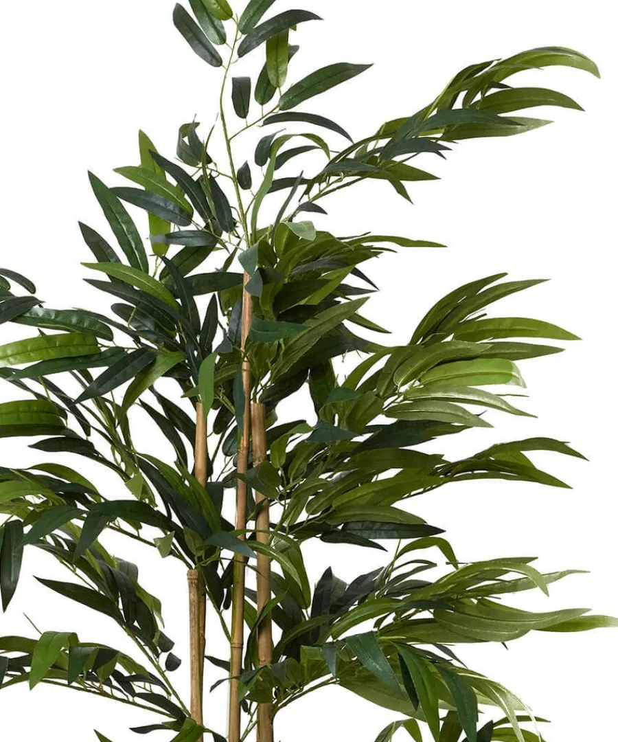 brilliant_bamboo_plant_1.webp Fashion Joe Browns Brilliant Bamboo Plant Green