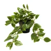 Flash Sale Joe Browns Gorgeous Tradescantia Zebrina Plant Green