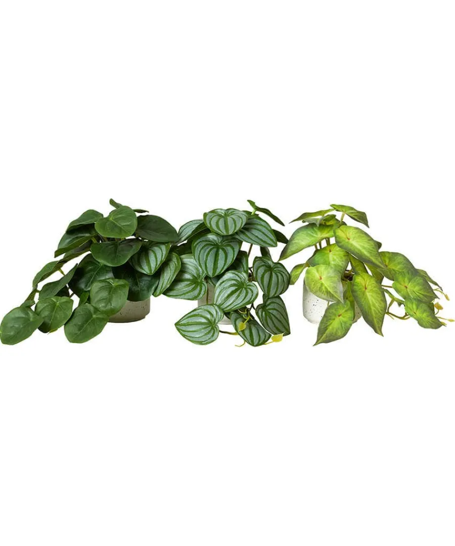 luscious_greenery_in_spec_0.webp Fashion Joe Browns Luscious ery In Speckled Ceramic Pots Green