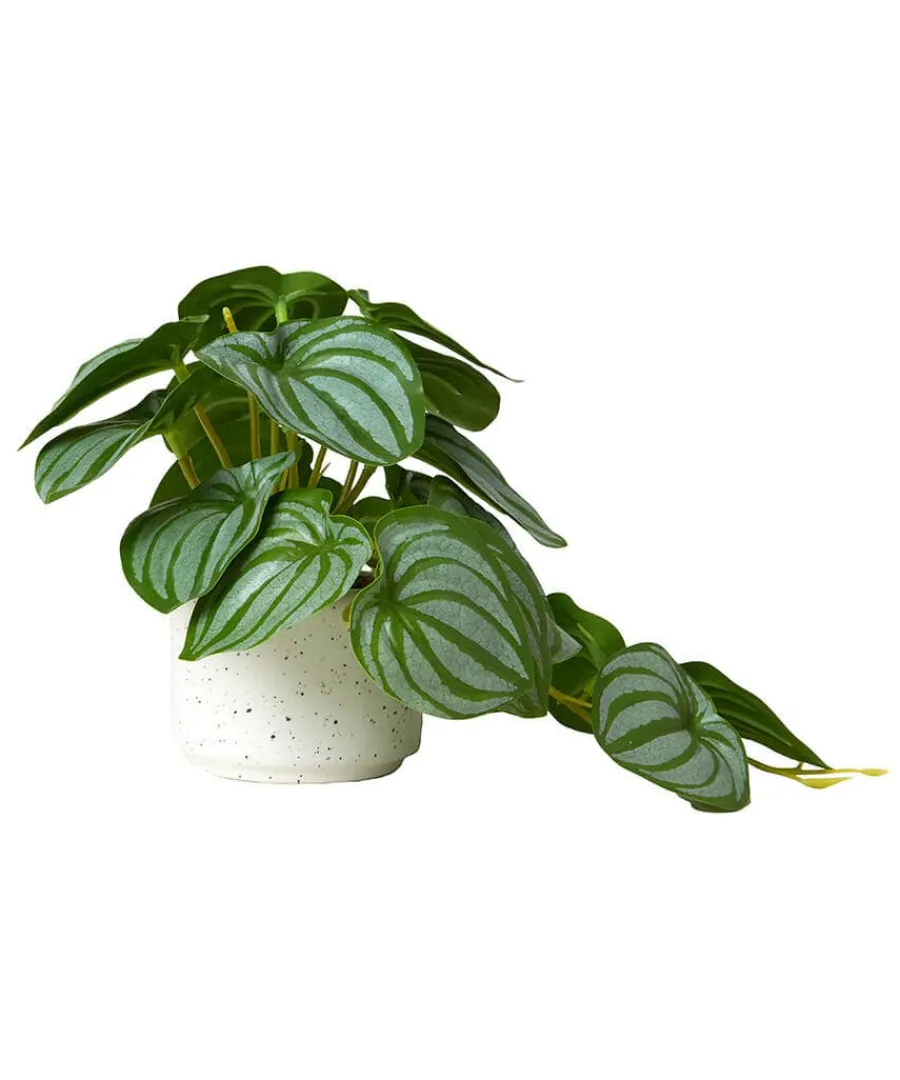 luscious_greenery_in_spec_1.webp Fashion Joe Browns Luscious ery In Speckled Ceramic Pots Green