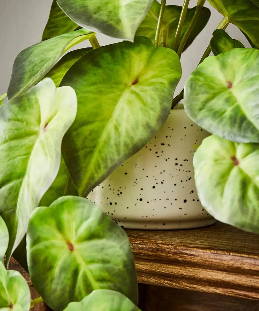 luscious_greenery_in_spec_2.webp Fashion Joe Browns Luscious ery In Speckled Ceramic Pots Green