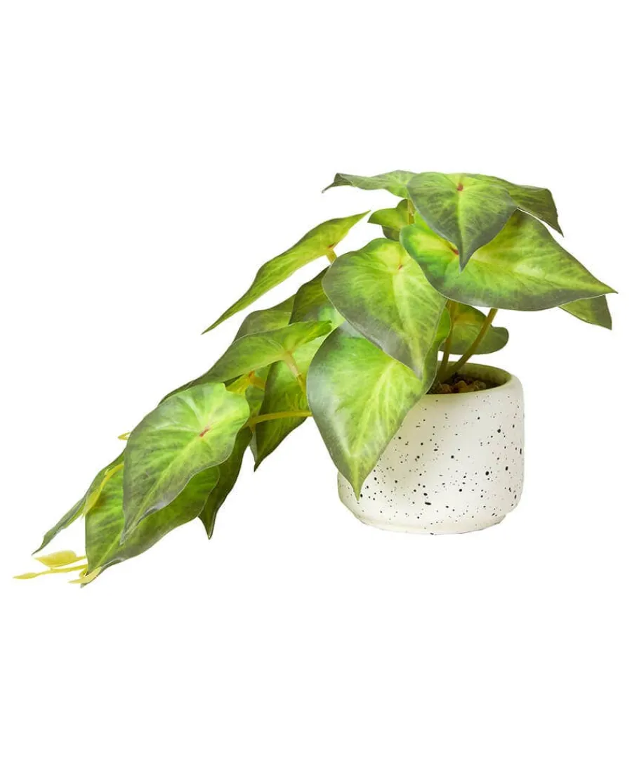 luscious_greenery_in_spec_4.webp Fashion Joe Browns Luscious ery In Speckled Ceramic Pots Green