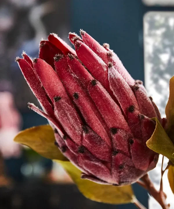 Outlet Joe Browns Pack Of 3 Pretty Protea Flower Stems Pink