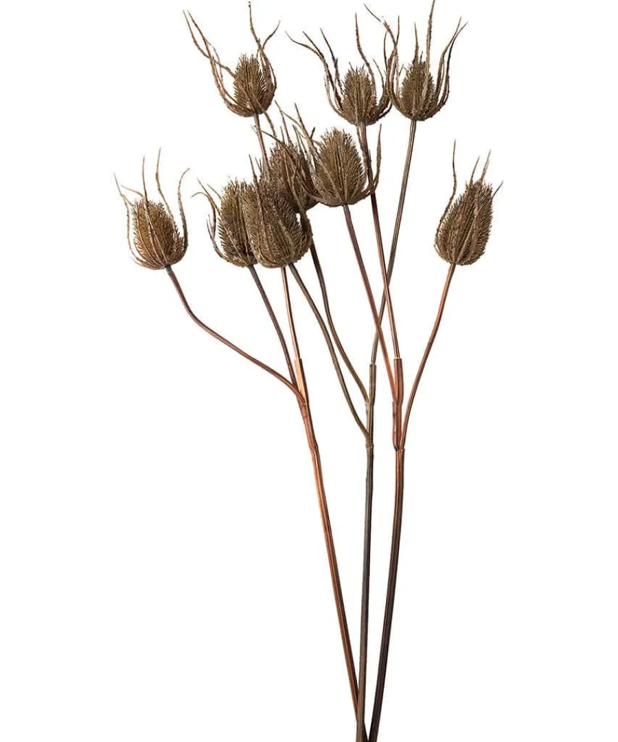 set_of__large_triple_teas_0.webp New Joe Browns Set Of 3 Large Triple Teasle Plant Stems Brown