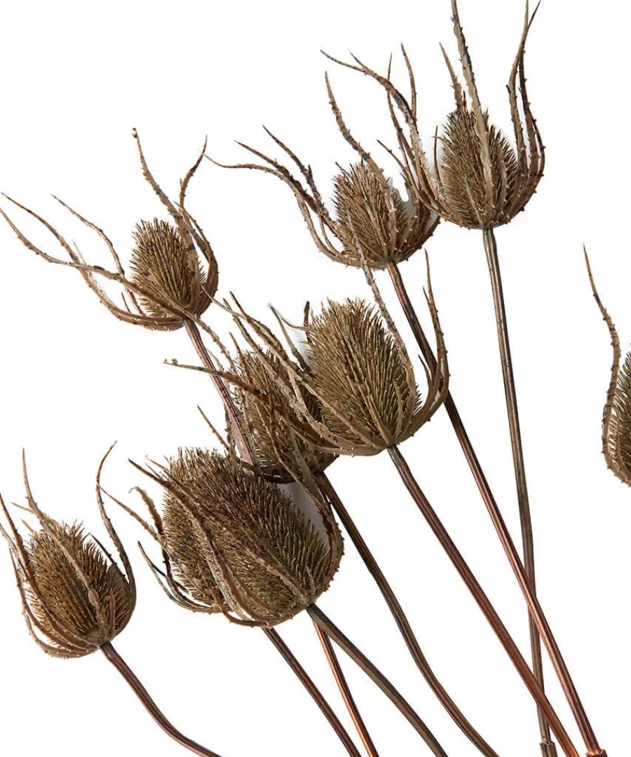 set_of__large_triple_teas_1.webp New Joe Browns Set Of 3 Large Triple Teasle Plant Stems Brown