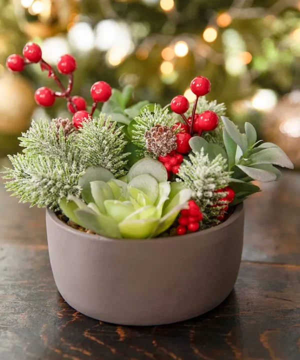 Cheap Joe Browns Tis The Season Succulent Red