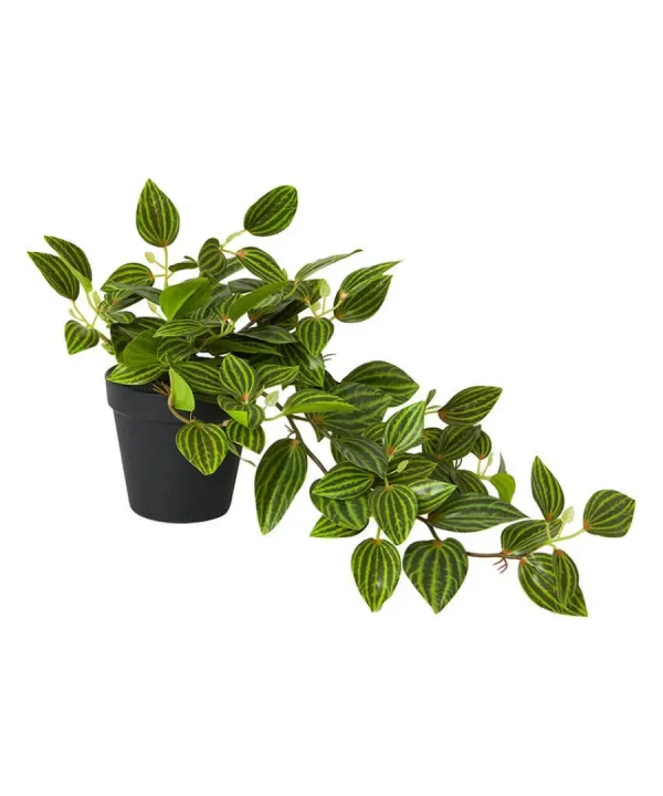 Flash Sale Joe Browns Gorgeous Tradescantia Zebrina Plant Green