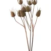 New Joe Browns Set Of 3 Large Triple Teasle Plant Stems Brown
